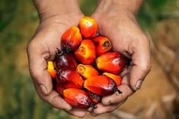Cloves - PT Cipta Tunggal Agronusa - Indonesia